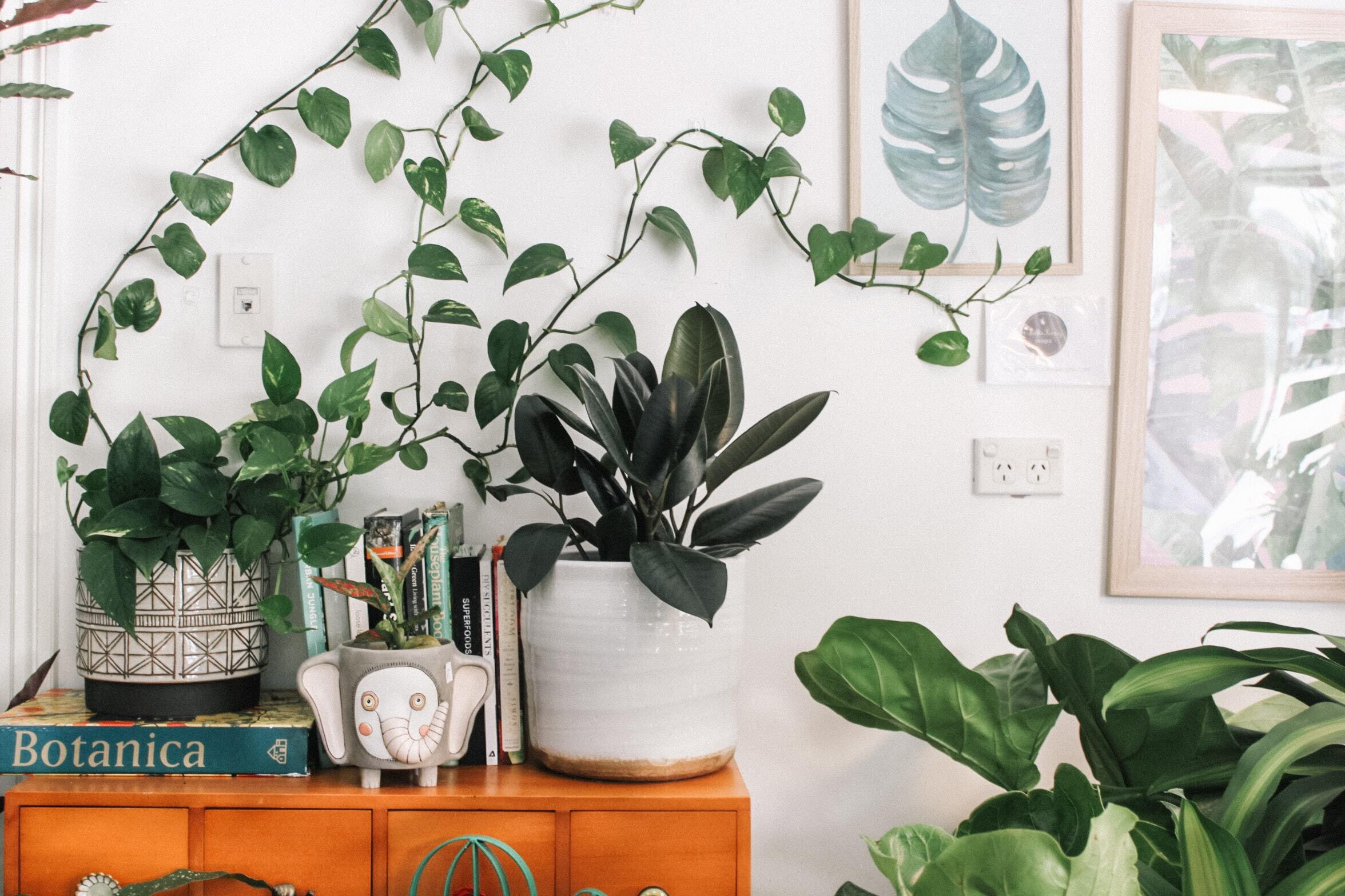 plants in an apartment